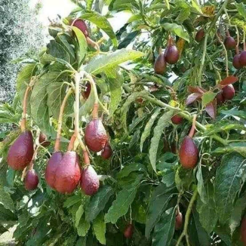 BIBIT ALPUKAT RED VIETNAM SUPER