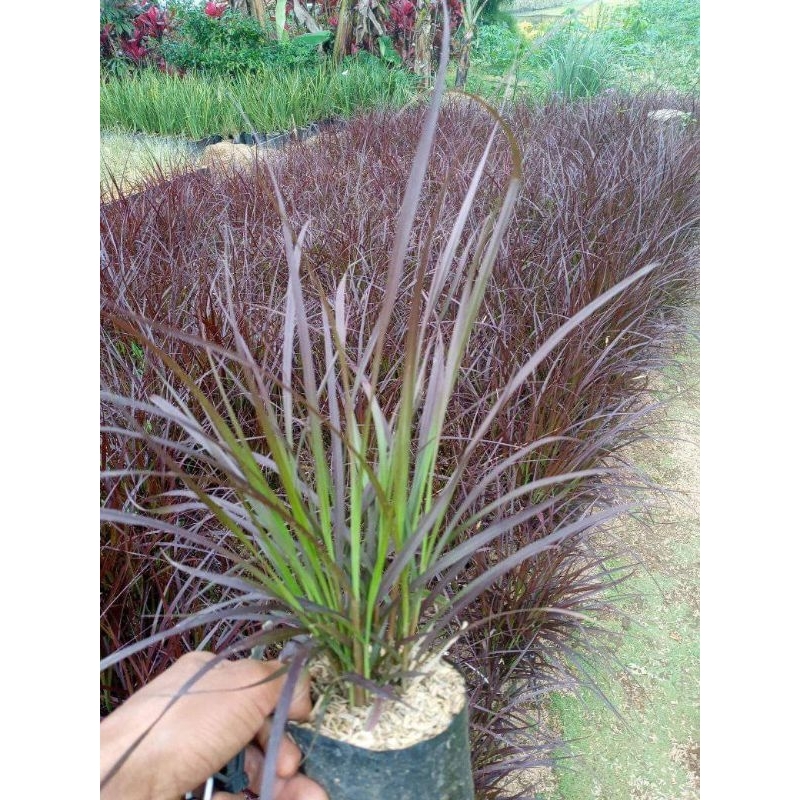 Tanaman Ilalang Merah Tanaman Alang-alang merah