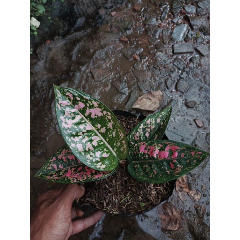 Aglonema Ruby Compakta