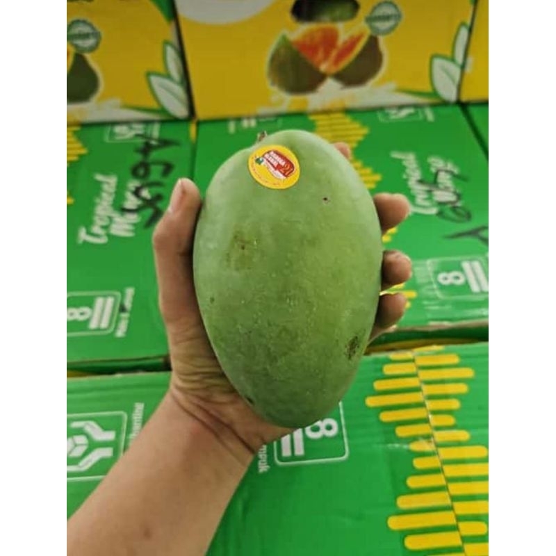 

Mangga Alpukat