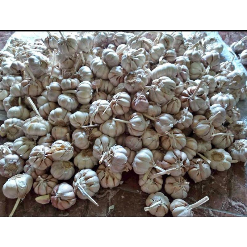 

BAWANG PUTIH 1KG