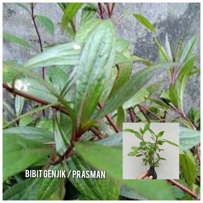 BIBIT TANAMAN PRASMAN / GENJIK Beli 5 bonus 1
