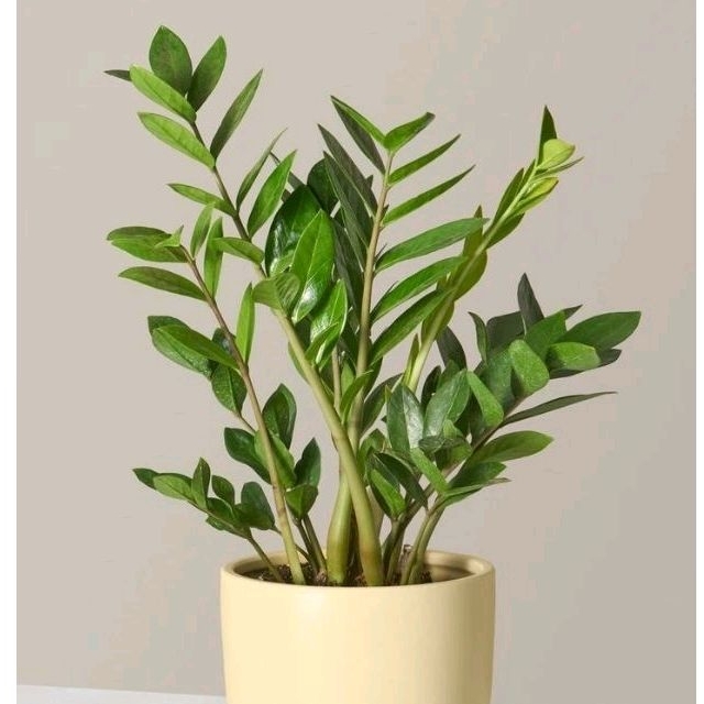 Zamian Plant Tanaman Hias Dolar Zamia Plant