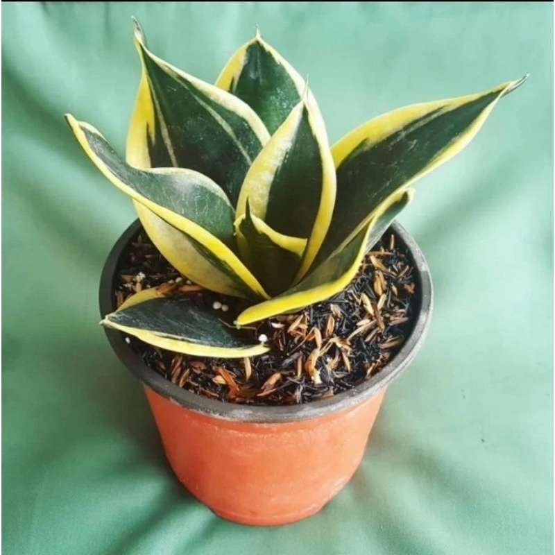 Tanaman Hias pagoda sansivera - sansivera pagoda - lidah mertua pagoda