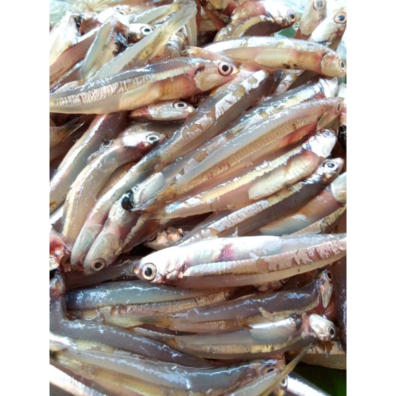 

Ikan Teri 500 gr