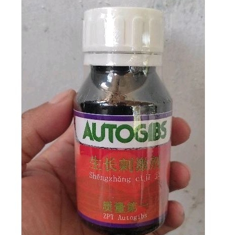 autogibs ZPT, AUTOGIBS PUPUK MENGOBATI PENYAKIT KERDIL PADI ASAM-ASAMAN DAN PERTUMBUHAN