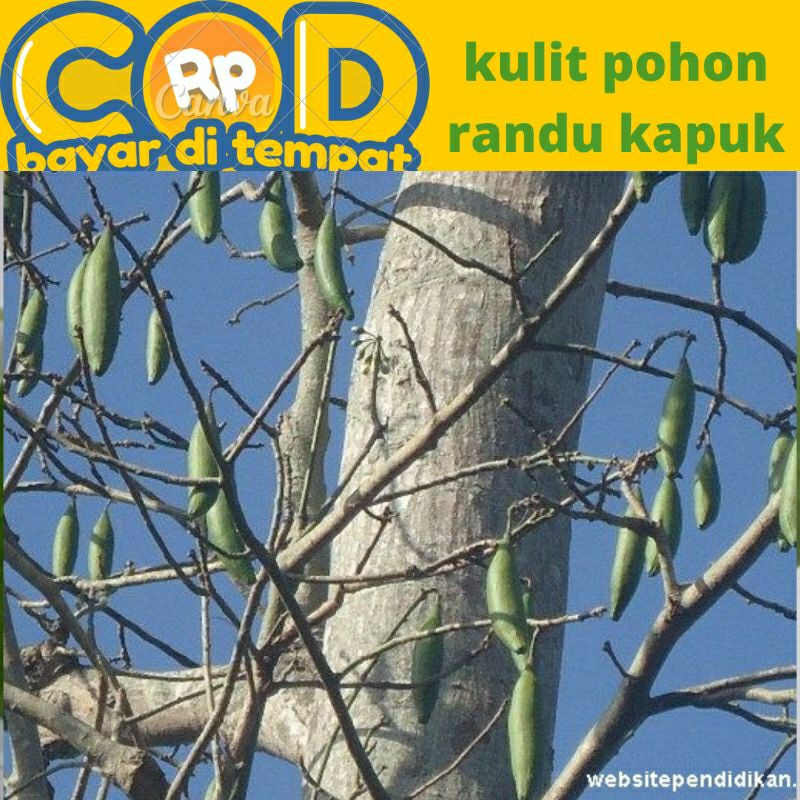 

kulit pohon randu segar diambil saat dipesan 100 gram