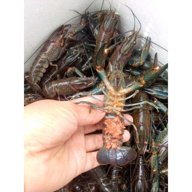 

lobster