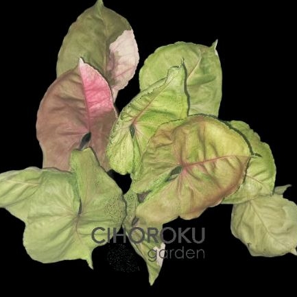 Syngonium Strawberry Ice