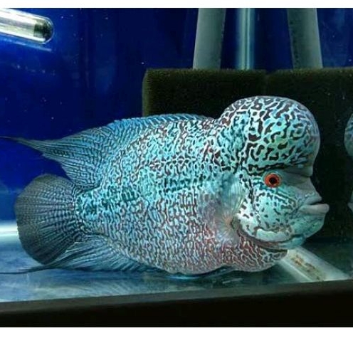 Patung aquarium lohan cencu louhan full mutiara import