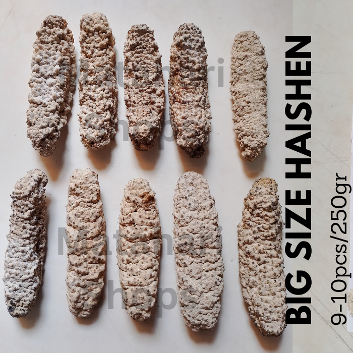 

Haishen Ginseng Laut Teripang Gamat Kualitas Eksport Big Size