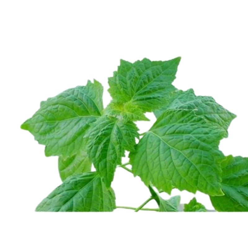 

Daun nilam atau dilem segar 500gram siap petik