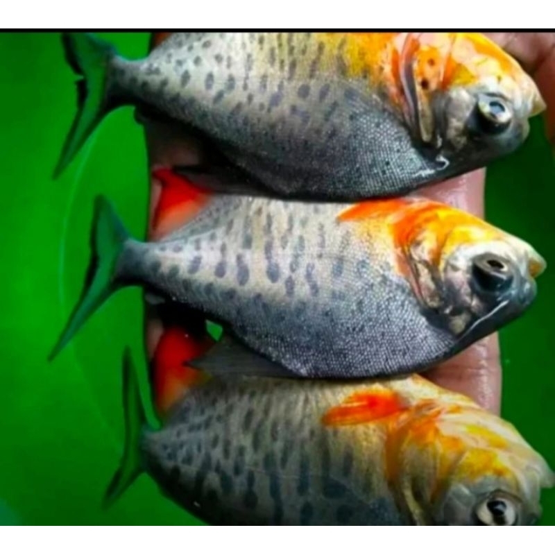 Bibit ikan bawal ukuran super 3 jarian murah berkualitas