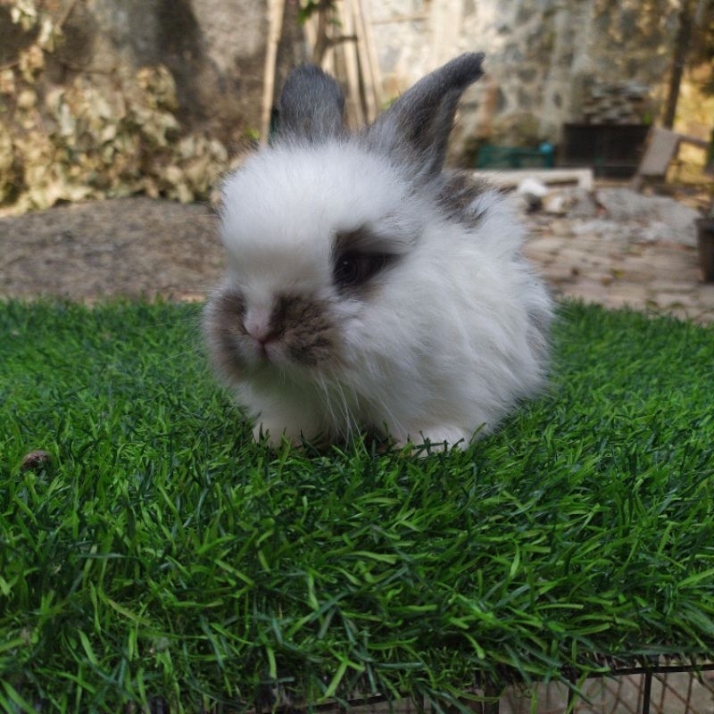 Kelinci English Anggora Broken