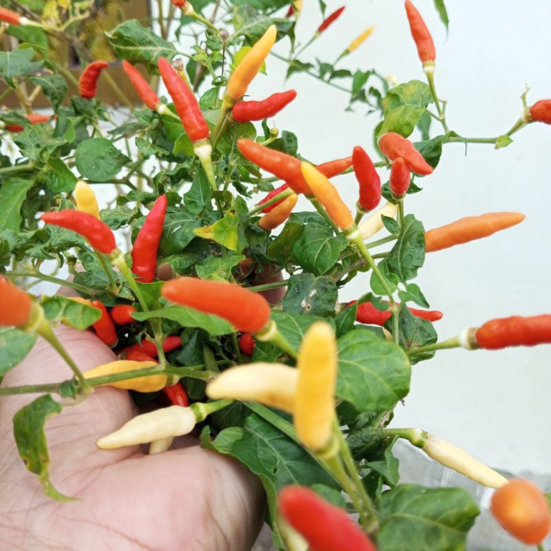 Benih bibit lombok cabe rawit lokal kampung putih tahunan lebat 40 biji