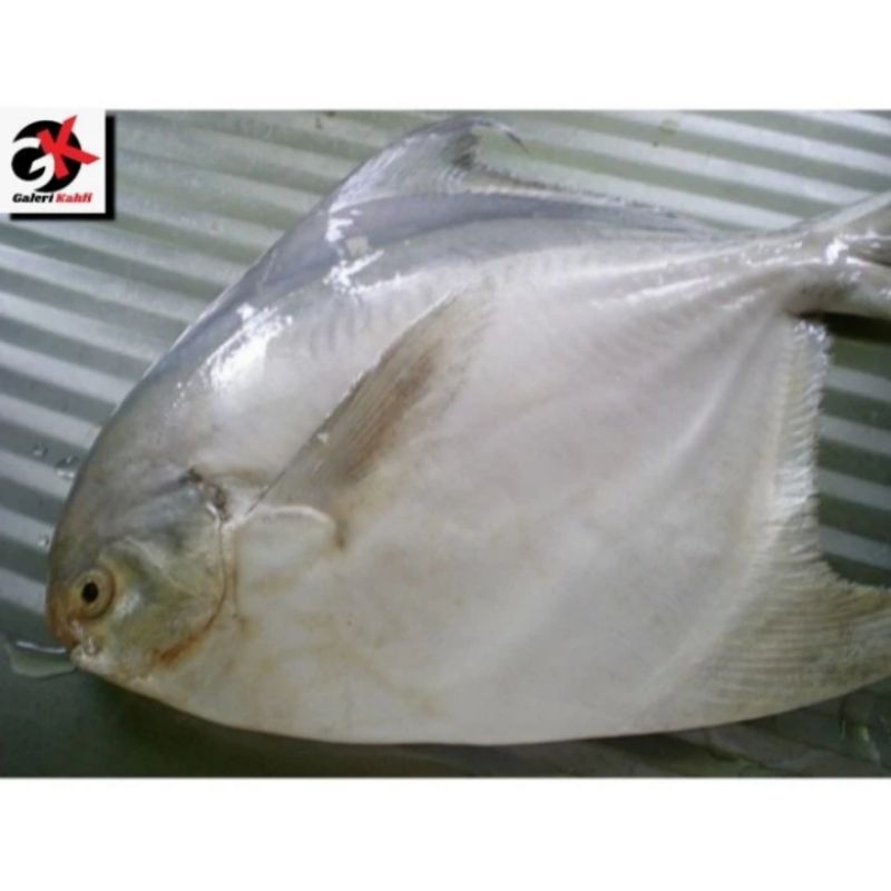 

IKAN BAWAL PUTIH FRESH Berkualitas GRADE A _ 1Kg / ANEKA IKAN LAUT SEGAR / IKAN LAUT FRESH / SEAFOOD