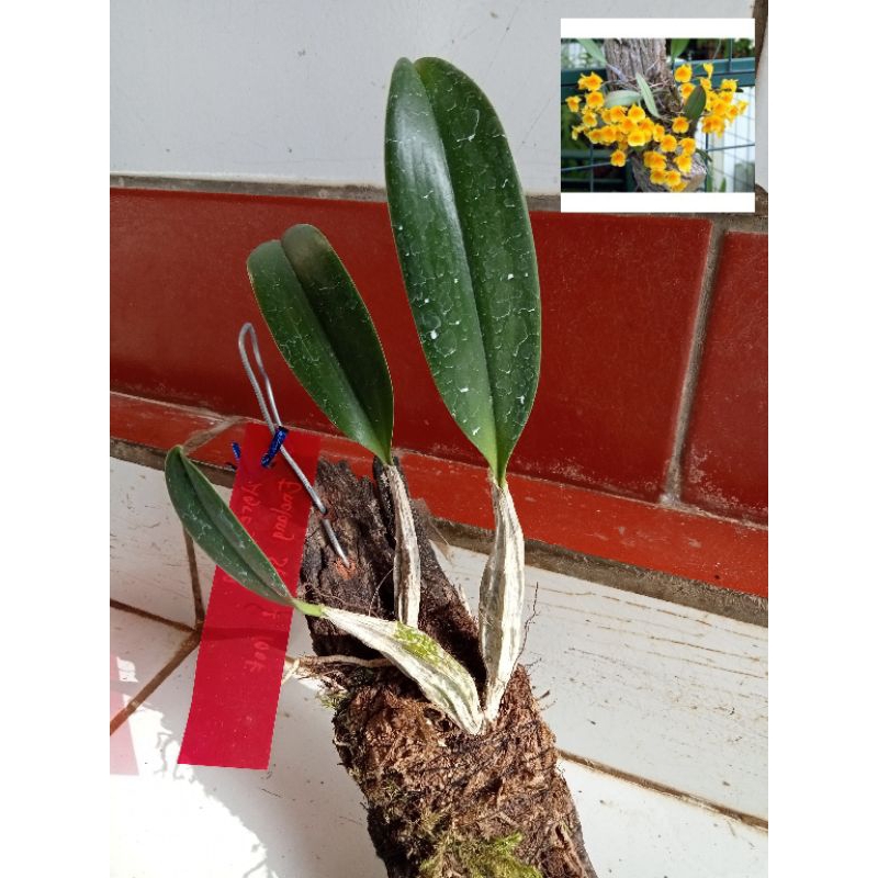 angrek dendrobium agregatum