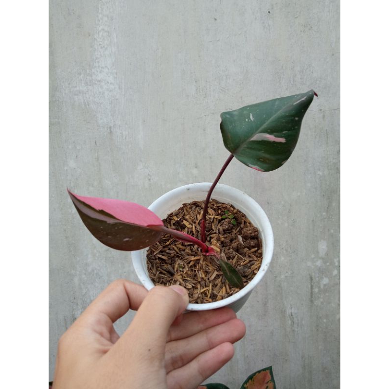philodendron pink princess I