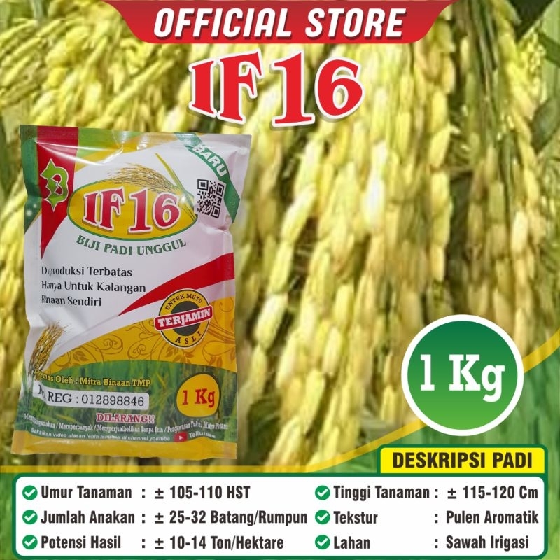 Jivara56 Padi If 16 / Biji Padi If 16 / Biji Padi Unggul If16 / Original / Kemasan 1 Kilogram / /