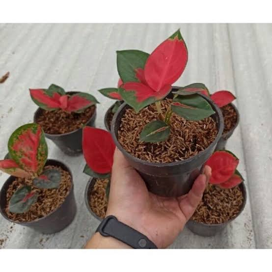 Jual Bunga Aglonema anakan suksom jaipong / anakan suksom super ...
