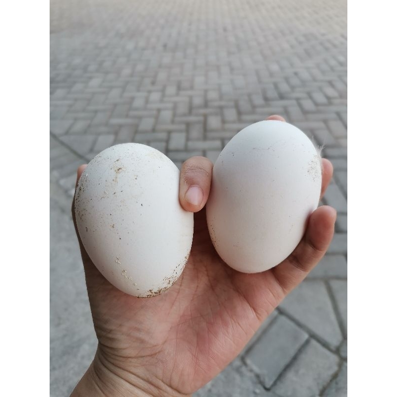 

Telur Angsa Fresh dari peternakan sendiri Telur Banyak