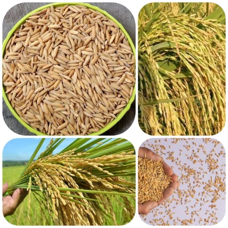 Benih padi lokal unggul super 500 gram