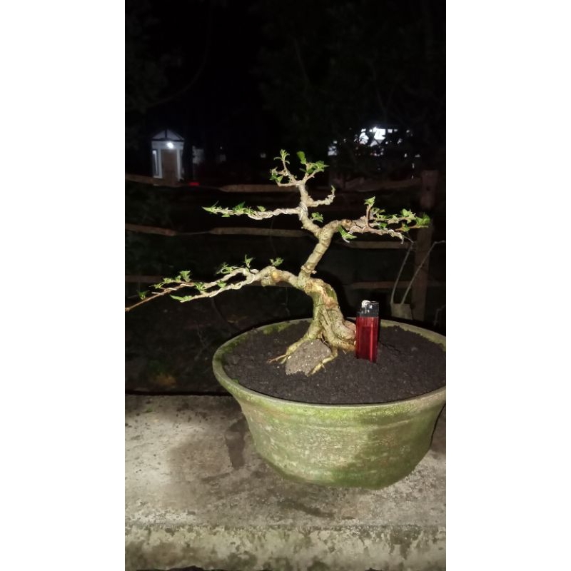 bonsai mame sianci hokianti siap pajang