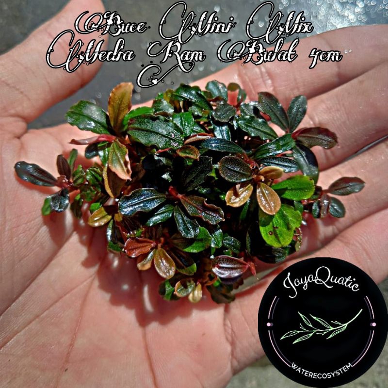 Bucephalandra Mini Mix Media Ram Bulat 4cm - Cocok Buat Bonsai "Tanaman Aquascape Aquarium Paludariu