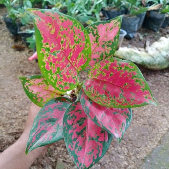 Tanaman Hias Aglo Dud Anjamani -  Bunga Aglonema