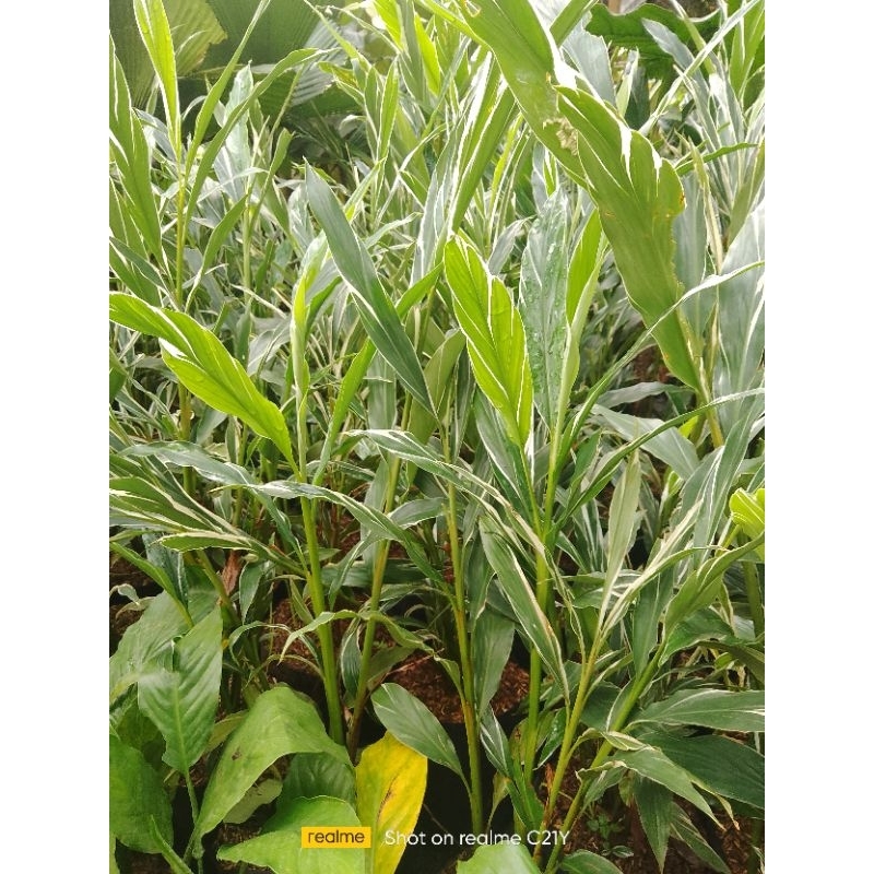 Onje parigata tanaman herbal onje varigata