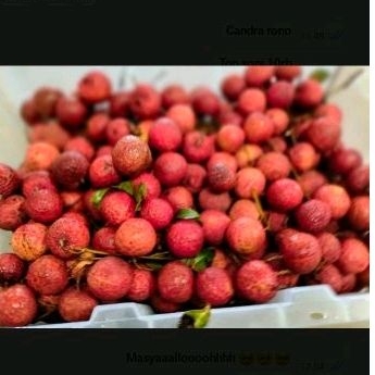 

leci merah