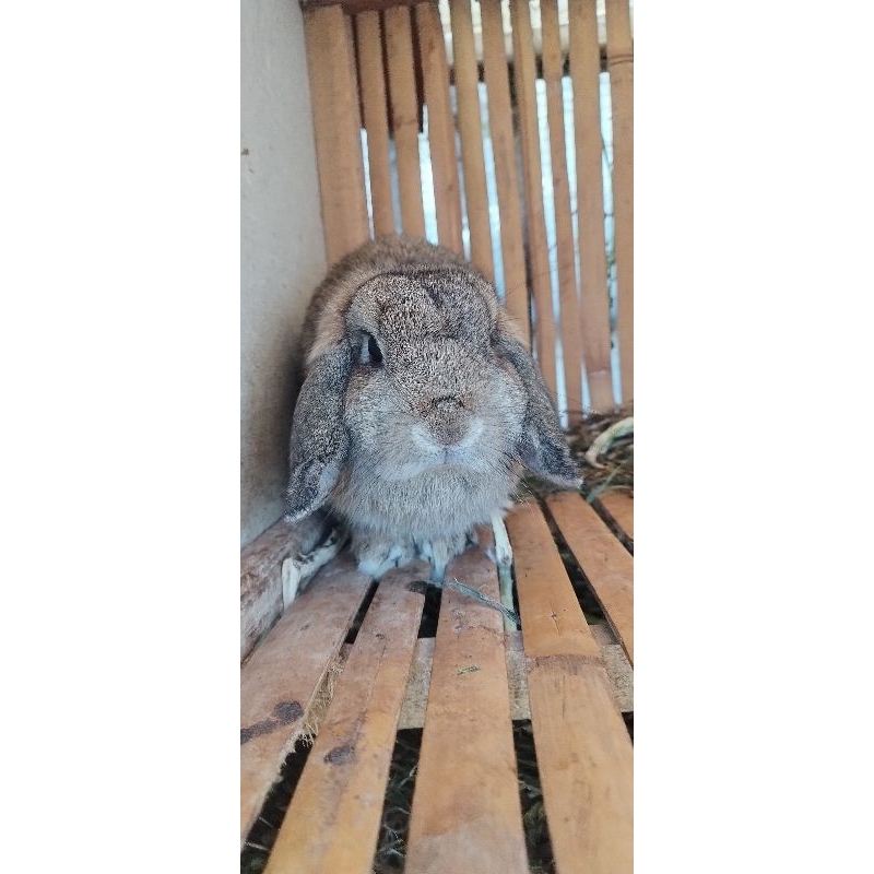 kelinci holland lop dewasa betina