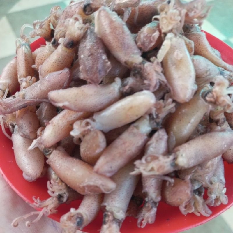 

Baby Cumi balita 1 kg Cumi medan