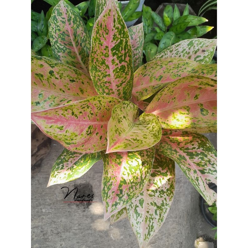 Agronema Bigroy/ Tanaman Hias Agronema