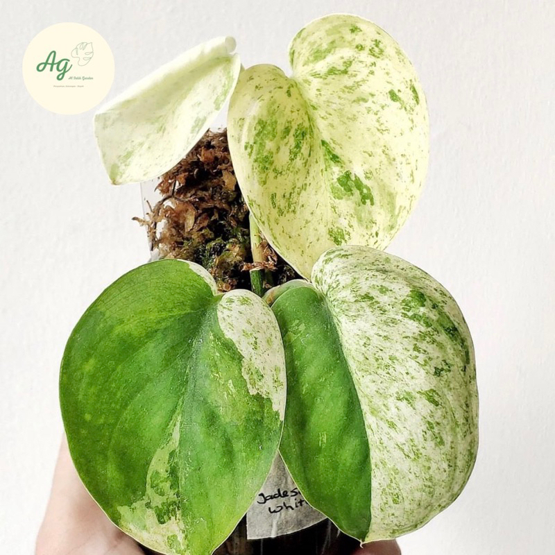 scindapsus marble queen