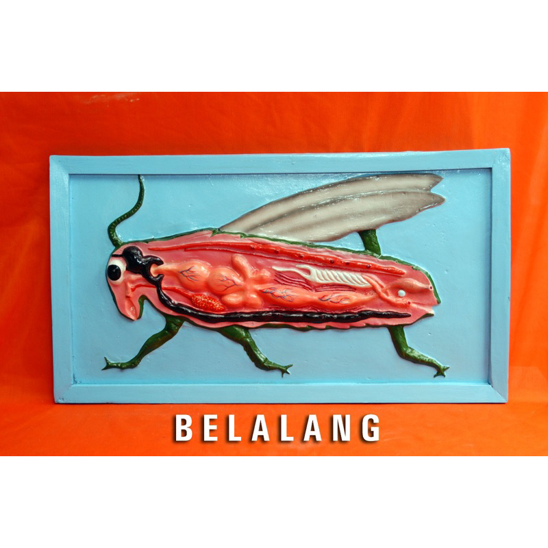 

penampang model belalang