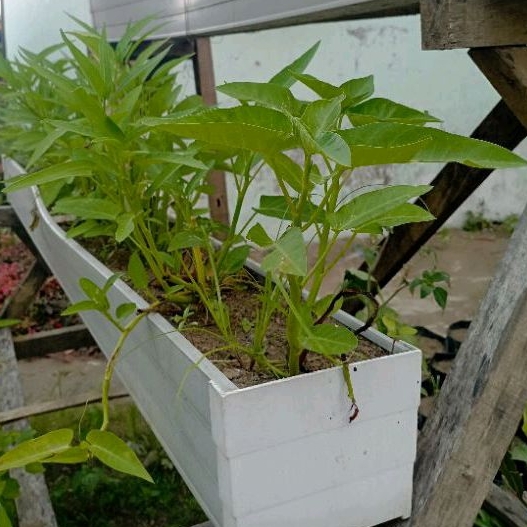

biji kangkung