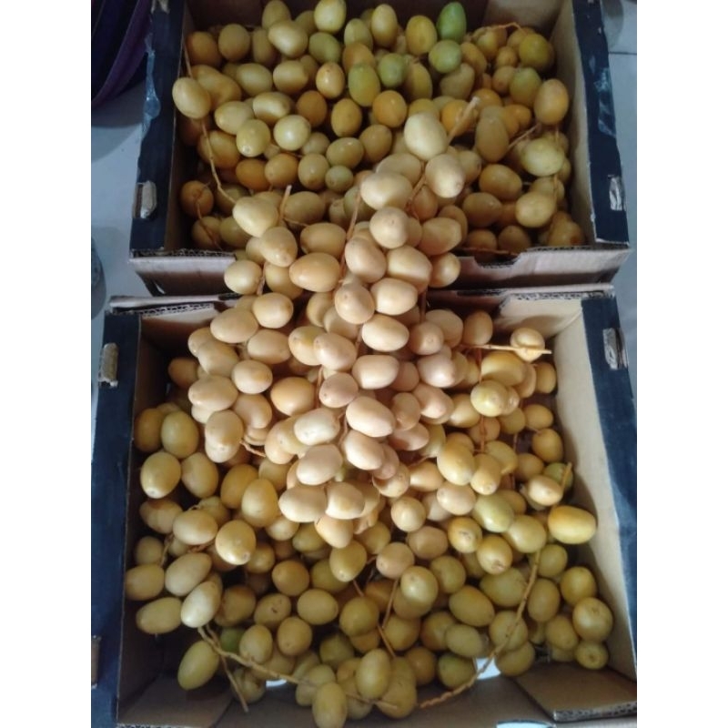 

kurma muda barkhei, ready langsung kirim