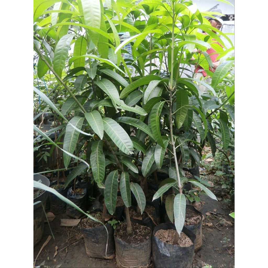 Bibit Tanaman Mangga Harum Manis Kondisi Berbunga Batang Besar Rimbun Tinggi 2 Meter