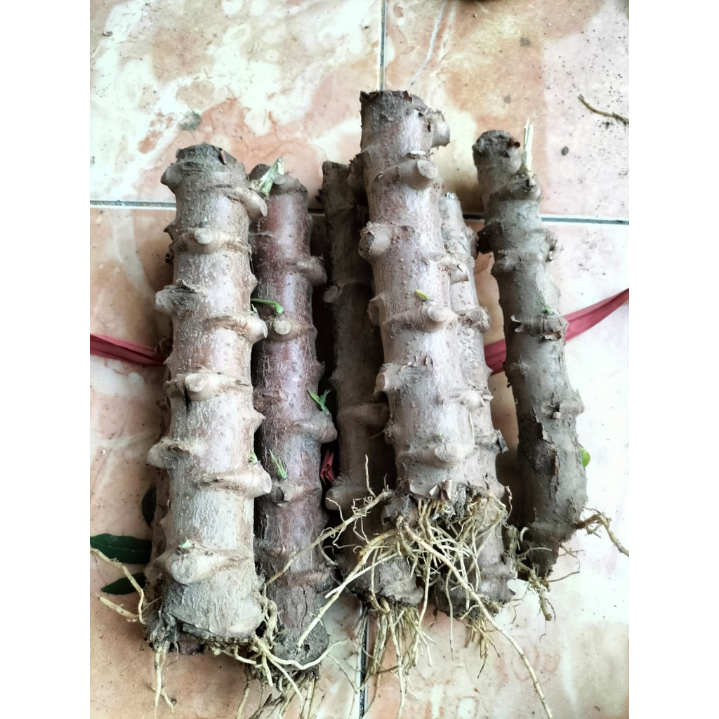Bibit Singkong Ketela Ketan Mentega Pohon Unggulan Siap Tanam Isi 20 Batang Jumbo