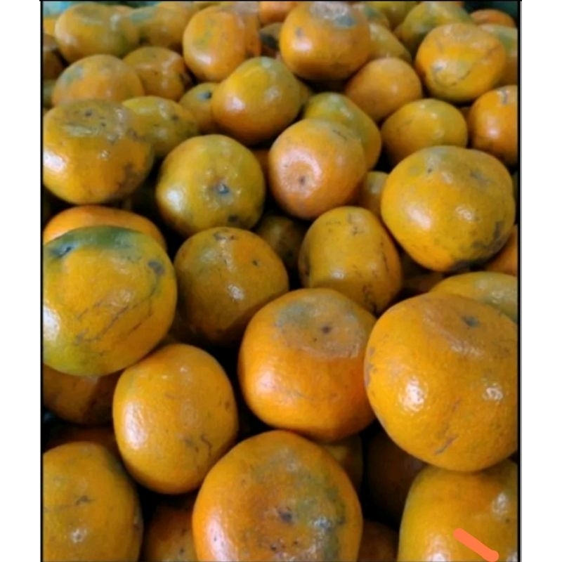 

Jeruk Medan Brastagi 1KG Fresh