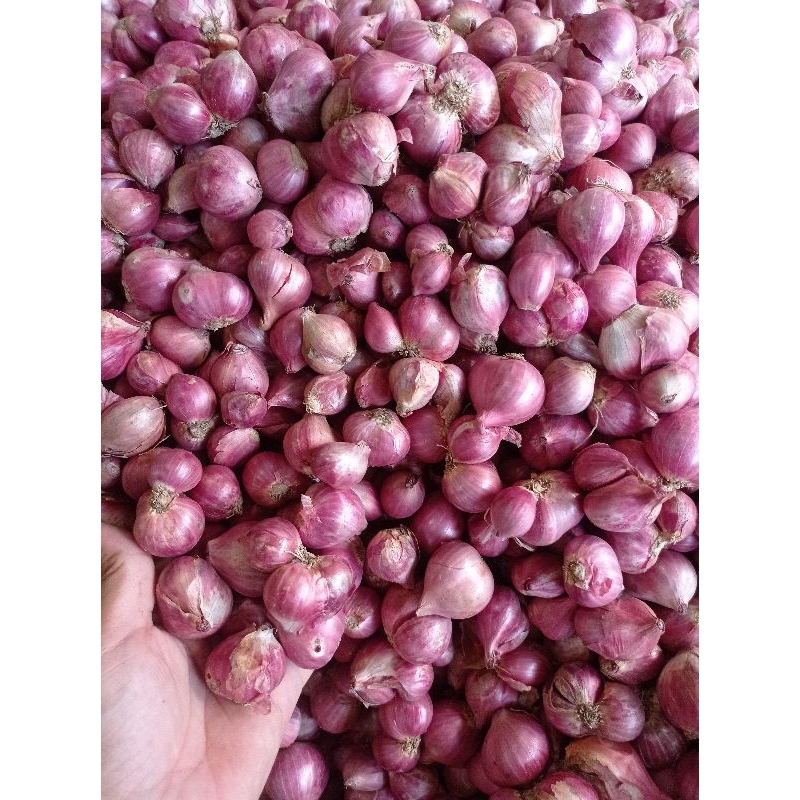 

Bawang MERAH super 1kg