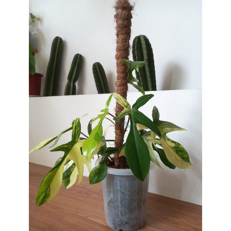Flobe Variegata / florida beauty varigata