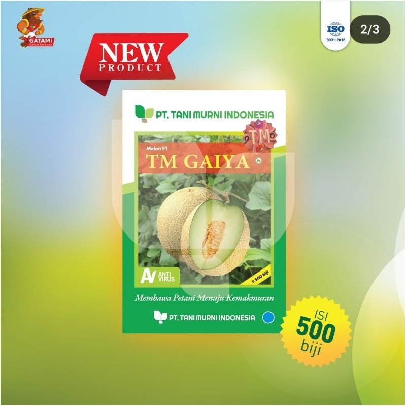 TM GAIYA F1 || Benih Melon Hibrida || Tani Murni || 500 Biji