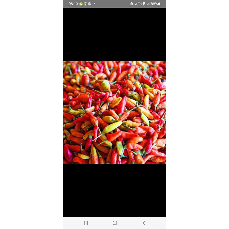 

CABE RAWIT ORI GRADE A 500gran