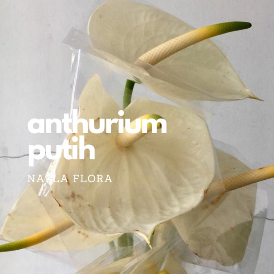 NAZLA Bunga Potong Anthurium Putih Hidup Segar