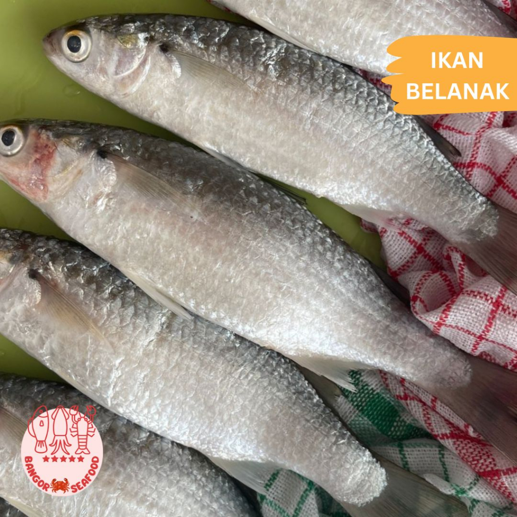 

BANGOR SEAFOOD - IKAN BELANAK COCOK UNTUK MPASI ANAK