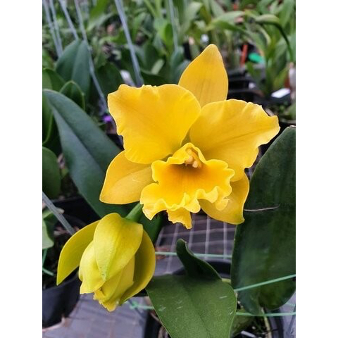 Anggrek cattleya mini moonlight