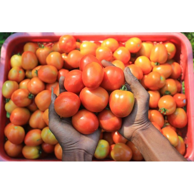 

Buah Tomat 1 kg