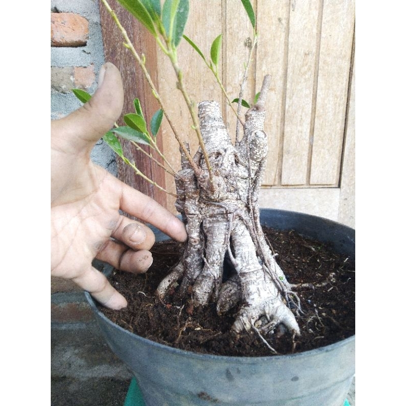 Bahan bonsai kimeng, gabungan